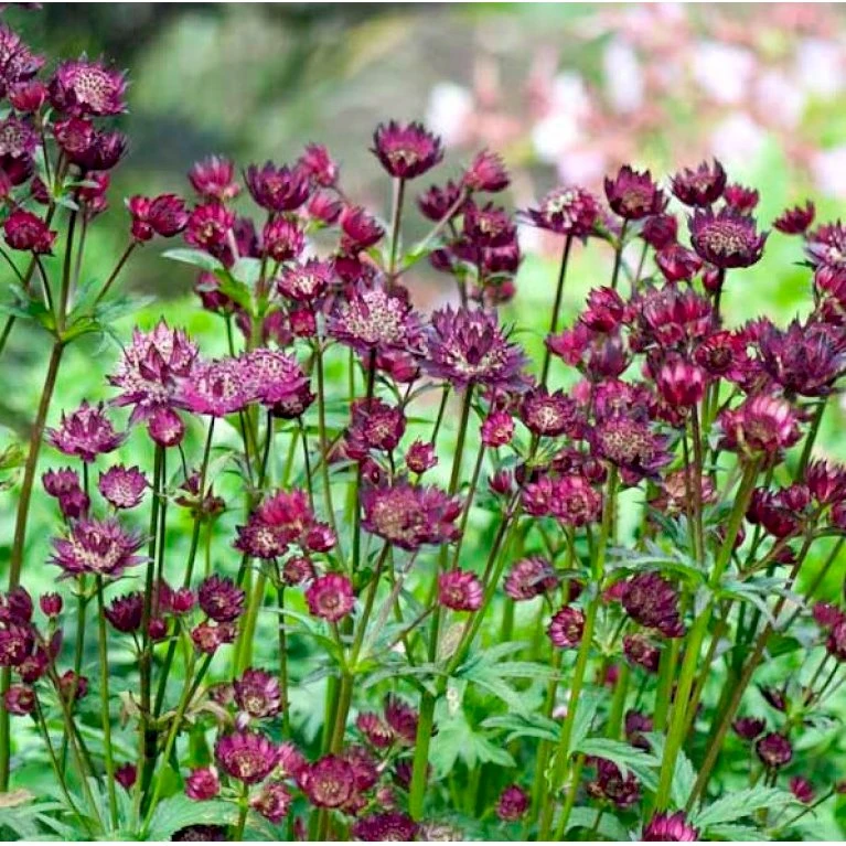 Stjerneskærm 'Star Of Beauty' Astrantia Hybrid 'Star Of Beauty'® 1 Liter Potte 5 Stjerneskærm 'Star Of Beauty' Astrantia Hybrid 'Star Of Beauty'® 1 Liter Potte - Billede 3
