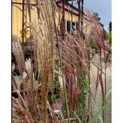 Elefantgræs 'Flamingo' Miscanthus 'Flamingo' 3,0 Liter Potte -Montoz Butik p17848 38526 elefantgraes 1f2a