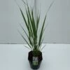 Rishirse Stålblå 'Northwind' Panicum Virgatum 'Northwind' 5 Liter Potte -Montoz Butik p17850 33708 panicum virgatum northwind 0d83