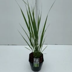 Rishirse Stålblå 'Northwind' Panicum Virgatum 'Northwind' 5 Liter Potte