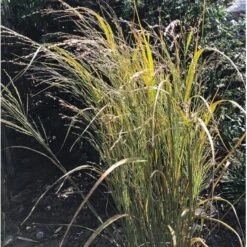 Rishirse Stålblå 'Northwind' Panicum Virgatum 'Northwind' 5 Liter Potte -Montoz Butik p17850 36572 panicum virgatum northwind b694