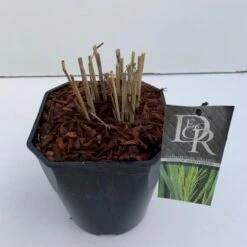 Rishirse Stålblå 'Northwind' Panicum Virgatum 'Northwind' 5 Liter Potte -Montoz Butik p17850 38211 image a5c7