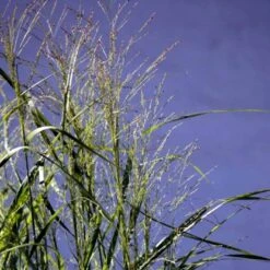 Rishirse Stålblå 'Northwind' Panicum Virgatum 'Northwind' 5 Liter Potte -Montoz Butik p17850 52380 panicum virgatum northwind 7072