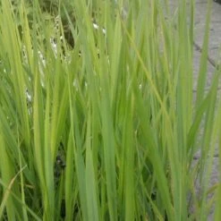 Rishirse Stålblå 'Northwind' Panicum Virgatum 'Northwind' 5 Liter Potte -Montoz Butik p17850 52382 panicum virgatum northwind d551