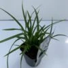 Star 'Irish Green' Carex Morrowii 'Irish Green' 1 Liter Potte