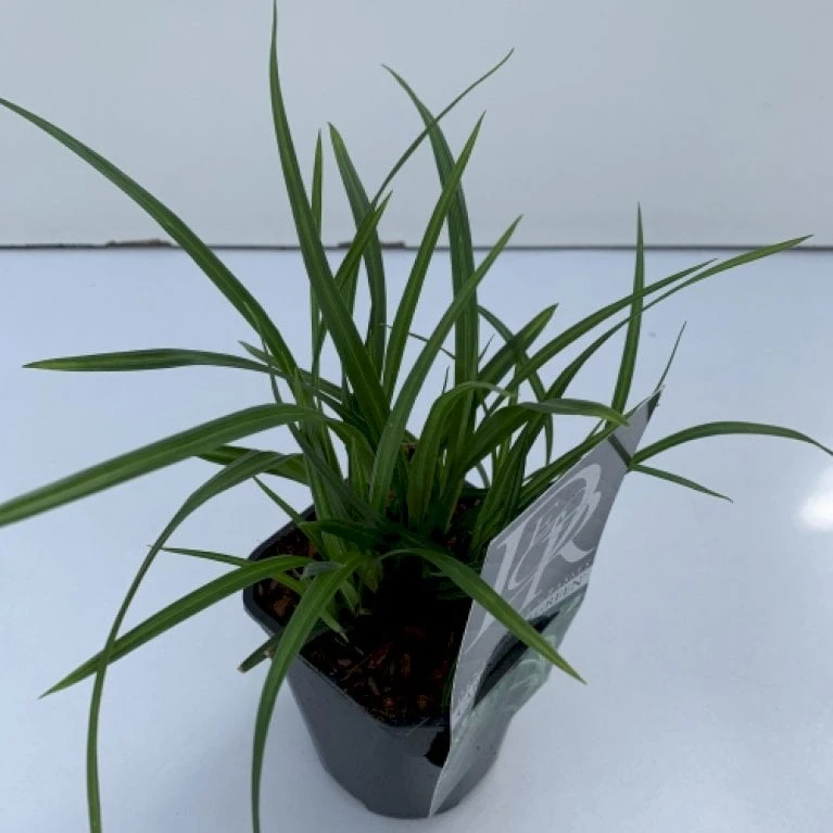 Star 'Irish Green' Carex Morrowii 'Irish Green' 1 Liter Potte 3 Star 'Irish Green' Carex Morrowii 'Irish Green' 1 Liter Potte