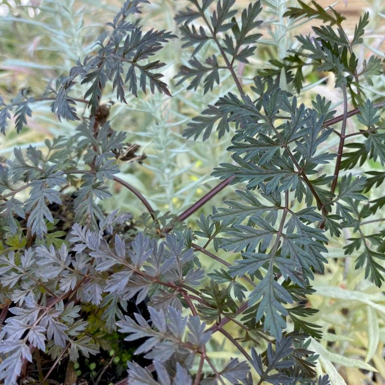 Vild Kørvel, Mørkt Løv Anthriscus Sylv. 'Ravenswing' 1 Liter Potte 5 Vild Kørvel, Mørkt Løv Anthriscus Sylv. 'Ravenswing' 1 Liter Potte - Billede 3