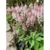 Skumblomst 'Spring Symphony' Tiarella Cor.'Spring Symphony'® 1 Liter Potte -Montoz Butik p17877 39579 tiarella cor spring symphony 9b33
