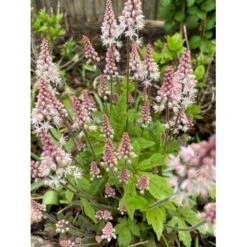 Skumblomst 'Spring Symphony' Tiarella Cor.'Spring Symphony'® 1 Liter Potte -Montoz Butik p17877 39580 tiarella cor spring symphony 4232