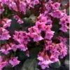 Kæmpestenbræk 'Rosi Klose' Bergenia Hybrid 'Rosi Klose' 1 Liter Potte -Montoz Butik p17901 36630 bergenia hybrid rosi klose 1b5a