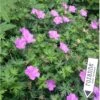 Storkenæb Hybrid 'Blushing Turtle' Geranium Hybrid 'Blushing Turtle'® 1 Liter Potte -Montoz Butik p17918 36191 geranium hyb blushing turtle dbd7