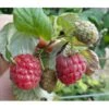 Sommer Hindbær 'Mormors Hindbær' Rubus Idaeus 'Mormorshallon' Barrods,- 8-10 Mm. Rodhals. 2 Sommer Hindbær 'Mormors Hindbær' Rubus Idaeus 'Mormorshallon' Barrods,- 8-10 Mm. Rodhals. -Montoz Butik p17964 10485 rubus idaeus mormorshallon c74a
