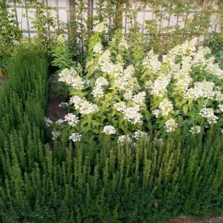 Søjletaks 'Rising Star' Taxus Media 'Rising Star' Med Klump,- 125-150 Cm. Ekstra Kraftige 3 Søjletaks 'Rising Star' Taxus Media 'Rising Star' Med Klump,- 125-150 Cm. Ekstra Kraftige