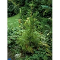 Parasoltræ Sciadopitys Verticillata Potte 3,0 Liter,- 25-30 Cm. -Montoz Butik p1854 1458 sciadopitys verticillata 8f20