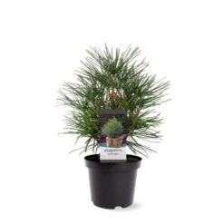 Parasoltræ Sciadopitys Verticillata Potte 3,0 Liter,- 25-30 Cm. -Montoz Butik p1854 38828 image 9106