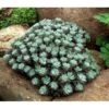 Pudret Stenurt 'Purpureum' Sedum Spathulifolium 'Purpureum' 10 Cm. Potte -Montoz Butik p1863 1467 sedum spathulifolium purpureum 59c0