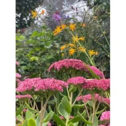 Sankthansurt 'Herbstfreude' Sedum Telephium 'Herbstfreude' 1 Liter Potte -Montoz Butik p1869 42760 sedum telephium herbstfreude 27af