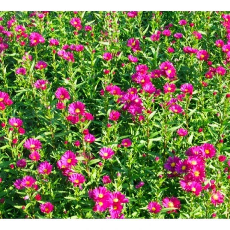 Høstasters 'Winston Churchill' Aster Novi-belgii 'Winston Churchill' 1 Liter Potte 3 Høstasters 'Winston Churchill' Aster Novi-belgii 'Winston Churchill' 1 Liter Potte