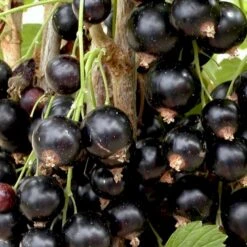 Solbær 'Titania' Ribes Nigrum 'Titania' 3,5 Liter Potte -Montoz Butik p1928 48790 ribes nigrum titania a4db