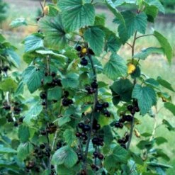 Solbær 'Titania' Ribes Nigrum 'Titania' 3,5 Liter Potte -Montoz Butik p1928 48791 ribes nigrum titania 637c