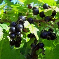 Solbær 'Titania' Ribes Nigrum 'Titania' 3,5 Liter Potte -Montoz Butik p1928 50630 ribes nigrum titania 9f37