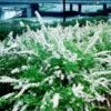 Snedrivebusk 'Grefsheim' Spiraea Cinerea 'Grefsheim' Med Klump,- 125-150 Cm. 2 Snedrivebusk 'Grefsheim' Spiraea Cinerea 'Grefsheim' Med Klump,- 125-150 Cm. -Montoz Butik p1969 54104 spiraea cinerea grefsheim d218