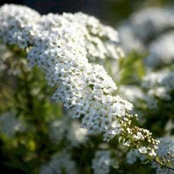 Snedrivebusk 'Grefsheim' Spiraea Cinerea 'Grefsheim' Med Klump,- 125-150 Cm. 8 Snedrivebusk 'Grefsheim' Spiraea Cinerea 'Grefsheim' Med Klump,- 125-150 Cm. -Montoz Butik p1969 54105 spiraea cinerea grefsheim 0432