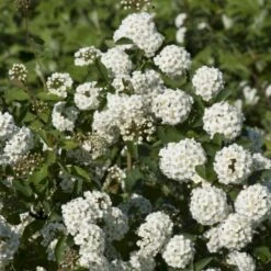 Buketspiræa Spiraea X Vanhouttei Plug + 2 års, 50-80 Cm.