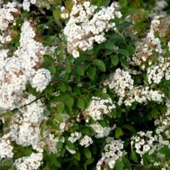 Buketspiræa Spiraea X Vanhouttei Plug + 2 års, 50-80 Cm. -Montoz Butik p1971 54114 spiraea x vanhouttei 1c4f