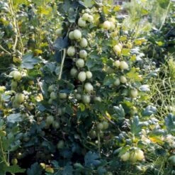 Stikkelsbær 'Invicta' Ribes Uva-crispa 'Invicta' 3,5 Liter Potte -Montoz Butik p1984 48808 ribes uva crispa invicta 07b0