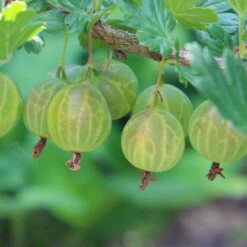 Stikkelsbær 'Invicta' Ribes Uva-crispa 'Invicta' 3,5 Liter Potte -Montoz Butik p1984 50642 ribes uva crispa invicta c7fe