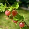 Stikkelsbær 'Rød Hinnomaki' Ribes Uva-crispa 'Rød Hinnomaki' 3,5 Liter Potte