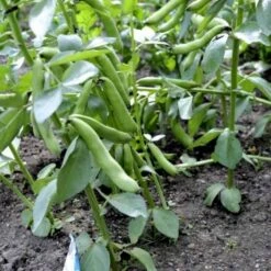 Valskbønne 'Express' Øko Vicia Faba 'Express' Frøpose, Antal Pr. Pakke, Ca. 13 Stk. -Montoz Butik p20154 54546 vicia faba express 775c