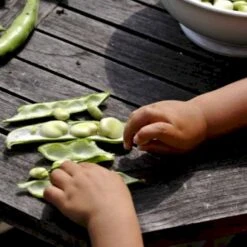 Valskbønne 'Express' Øko Vicia Faba 'Express' Frøpose, Antal Pr. Pakke, Ca. 13 Stk. -Montoz Butik p20154 54547 vicia faba express 3d2c