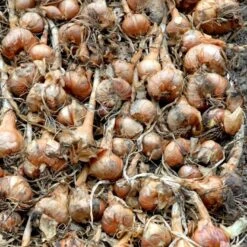 Kepaløg 'Stuttgarter Riesen' Øko Allium Cepa 'Stuttgarter Riesen' Frøpose, Antal Pr. Pakke, Ca. 100 Stk. -Montoz Butik p20172 54596 allium cepa stuttgarter riesen c67c