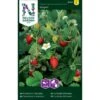 Månedsjordbær 'Rügen' Fragaria Vesca Var Semperflorens 'Rügen' Pose Med Frø Eller Løg, 100 -Montoz Butik p20410 34814 fragaria vesca var semperflorens ruegen 4e07
