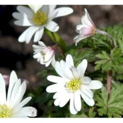 Skovanemone 'Hilda' Anemone Nemorosa 'Hilda' 10 Cm Potte