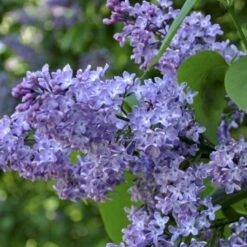 Almindelig Syren Syringa Vulgaris Solitær Busk 150-175 Cm. - Med Klump -Montoz Butik p2098 54116 syringa vulgaris d30c