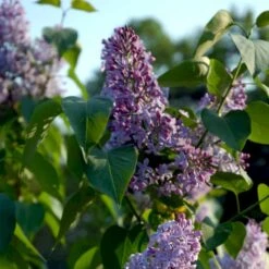 Almindelig Syren Syringa Vulgaris Solitær Busk 150-175 Cm. - Med Klump -Montoz Butik p2098 54117 syringa vulgaris e2e1