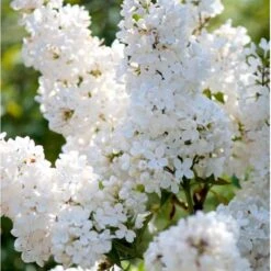 Almindelig Syren Hvid Syringa Vulgaris Alba 5 Liter Potte