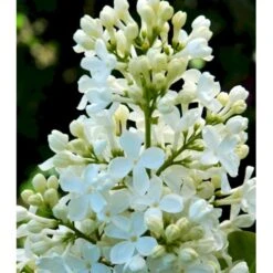 Almindelig Syren Hvid Syringa Vulgaris Alba 5 Liter Potte -Montoz Butik p2101 37451 syringa vulgaris alba 6494