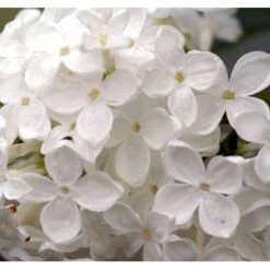 Almindelig Syren Hvid Syringa Vulgaris Alba 5 Liter Potte -Montoz Butik p2101 37452 syringa vulgaris alba bac5