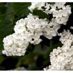 Almindelig Syren Hvid Syringa Vulgaris Alba 5 Liter Potte -Montoz Butik p2101 37453 syringa vulgaris alba 6346