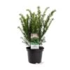 Taks 'Farmen' Taxus Media 'Farmen' Potte 3,0 Liter,- 25-30 Cm. -Montoz Butik p2116 38832 image e69d