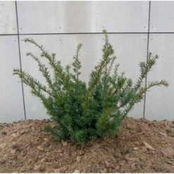 Taks 'Farmen' Taxus Media 'Farmen' Potte 3,0 Liter,- 25-30 Cm. -Montoz Butik p2116 47522 taxus media farmen 2f26
