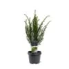 Almindelig Taks Taxus Baccata Potte 3,0 Liter,- 40-60 Cm. 2 Almindelig Taks Taxus Baccata Potte 3,0 Liter,- 40-60 Cm. -Montoz Butik p2119 43369 taxus baccata 7dc9