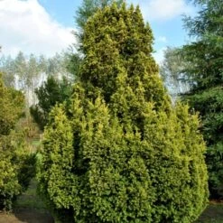 Almindelig Gul Søjletaks 'Fastigiata Aurea'' Taxus Baccata 'Fastigiata Aurea' Med Klump,- 100-120 Cm.