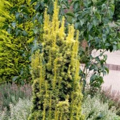 Almindelig Gul Søjletaks 'Fastigiata Aurea'' Taxus Baccata 'Fastigiata Aurea' Med Klump,- 100-120 Cm. -Montoz Butik p2121 52843 taxus baccata fastigiata aurea 1be9