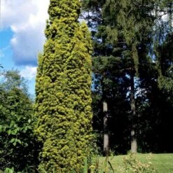 Almindelig Gul Søjletaks 'Fastigiata Aurea'' Taxus Baccata 'Fastigiata Aurea' Med Klump,- 100-120 Cm. -Montoz Butik p2121 52844 taxus baccata fastigiata aurea 7e14