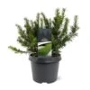 Krybende Almindelig Taks 'Repandens' Taxus Baccata 'Repandens' Potte 3,0 Liter,- 25-30 Cm. 2 Krybende Almindelig Taks 'Repandens' Taxus Baccata 'Repandens' Potte 3,0 Liter,- 25-30 Cm. -Montoz Butik p2124 49231 taxus baccata repandens 13a8